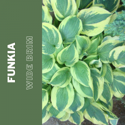 Funkia   "Wide Brim"